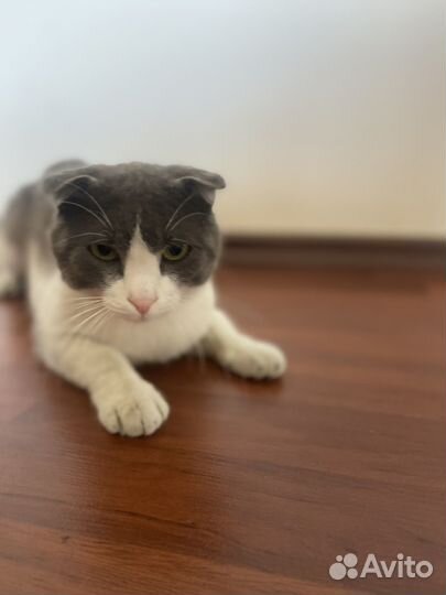 Шотландский вислоухий кот