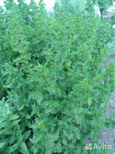 Мята кудрявая