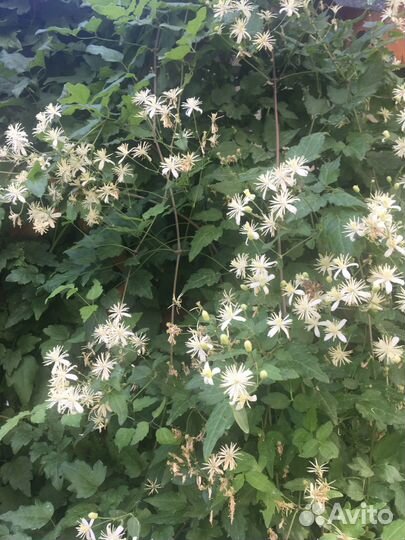 Клематисы белый каскад