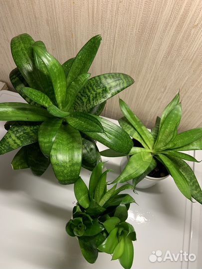 Сансевиерия ханни