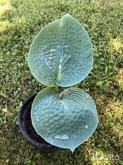 Хоста Блу Ангел Blue Angel