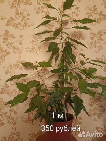 Продам фикус, гибискус, декабрист