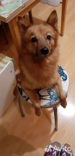 Ищем девочку для вязки