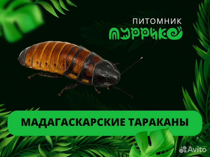 Мадагаскарский таракан