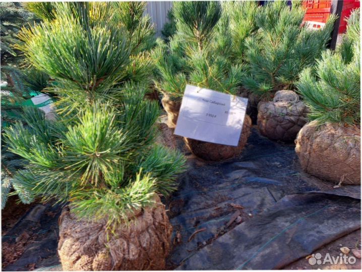 Туи 100-140 смарагд сосна ель кедр можжевельник