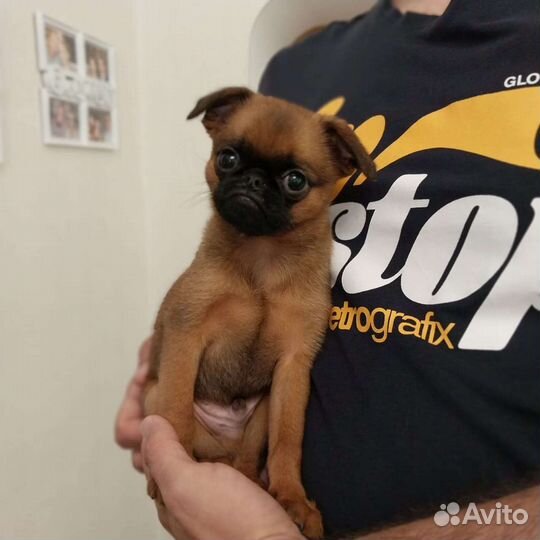 Щенки пти брабансона