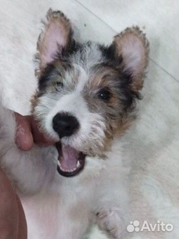 Фокстерьер