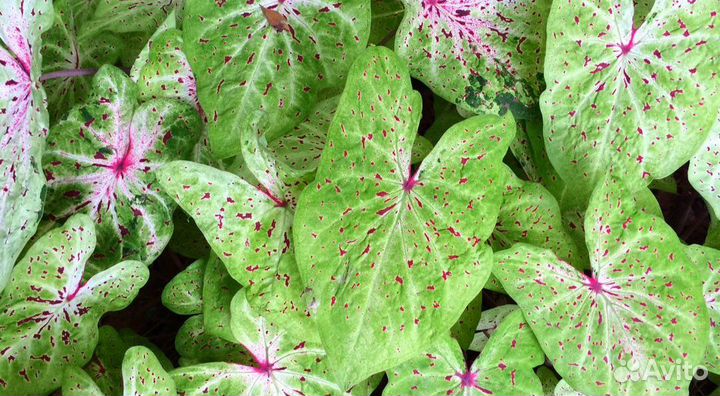 Каладиумы Miss Muffet (саженцы)