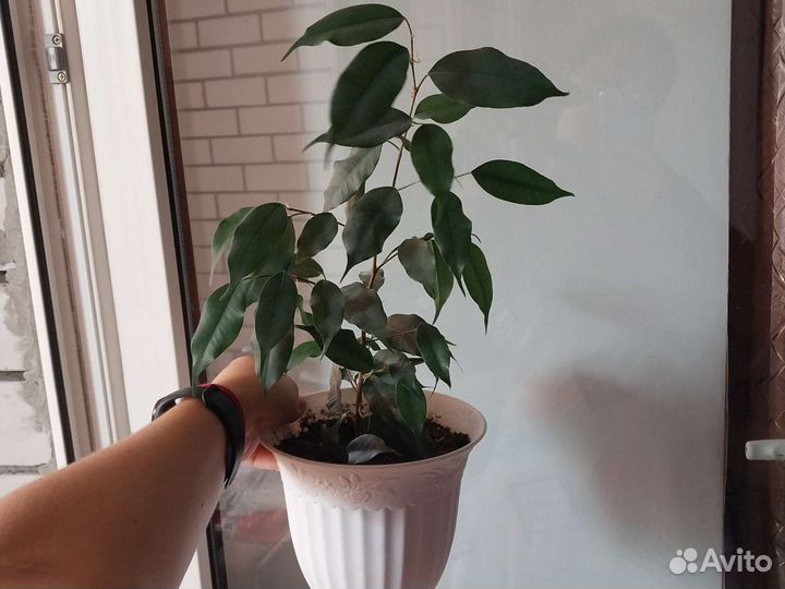 Фикус бенджамина