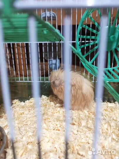 Сирийский хомяк с клеткой,поилкой,кормушкой