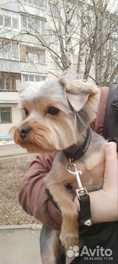 Йоркширский терьер вязка мальчик