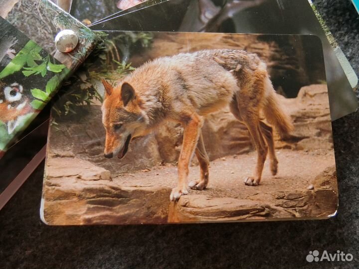 Карточки с животными на японском