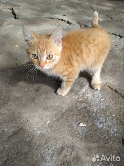 Рыжий котенок девочка