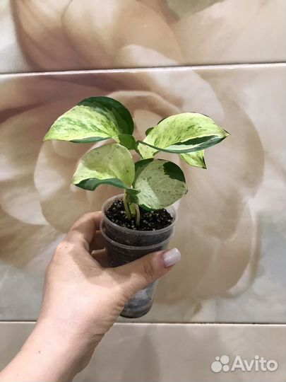 Сциндапсус Marble Apple, Marble Queen