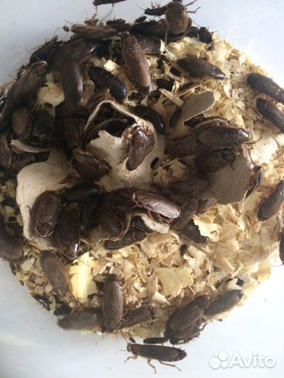 Кормовые насекомые