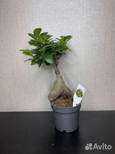 Фикус бонсай комнатные цветы