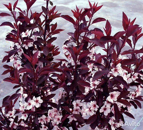 Саженцы сливы краснолистная