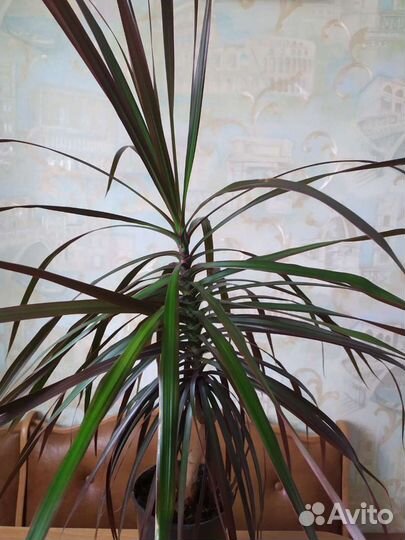 Драцена пальма