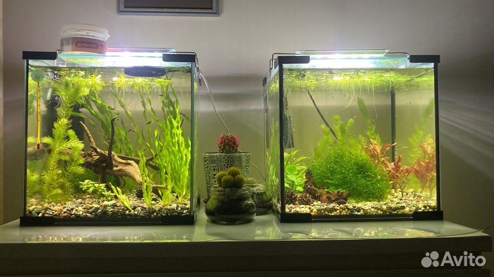 Аквариум кубик 27 л с рыбками, креветками