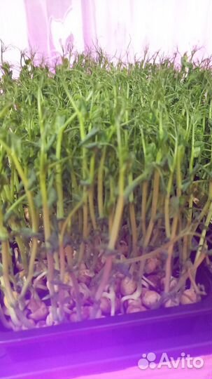 Горошек пророщеный