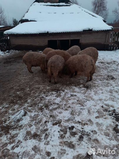 Венгерская Мангалица