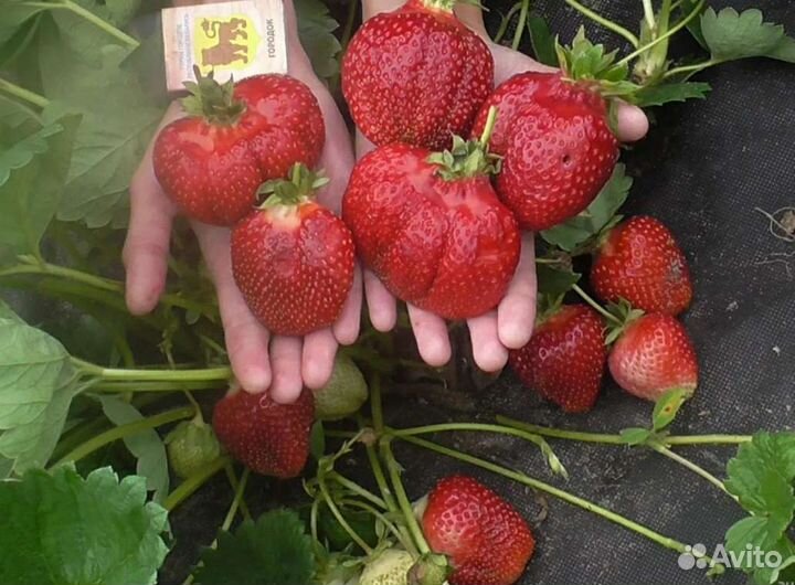 Рассада клубники Азия и Хоней