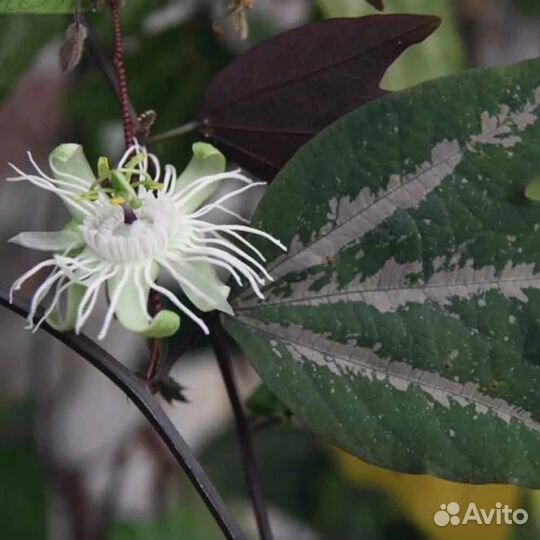 Пассифлора трехполосная