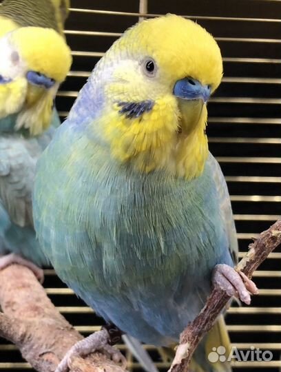 Птенцы волнистого попугайчика радужного окраса