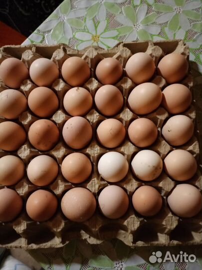 Домашние куриные яйца
