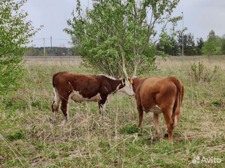 Телки герефорд