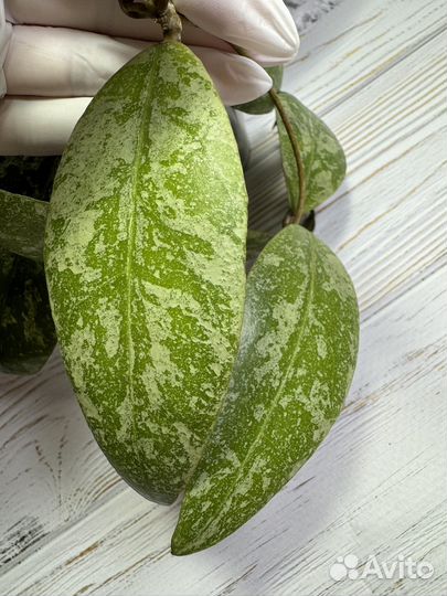 Хойя Calimantan splash