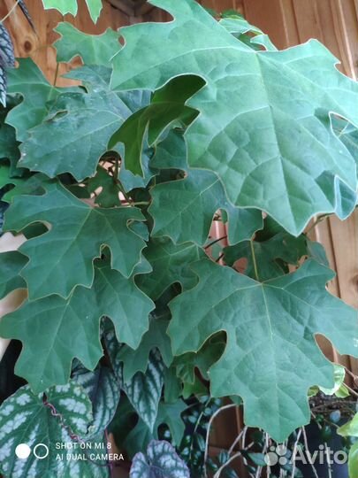 Циссусы 7 сортов