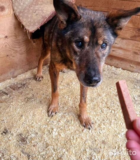 Один кусочек колбаски за всю жизнь