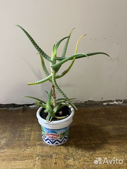 Комнатные растения