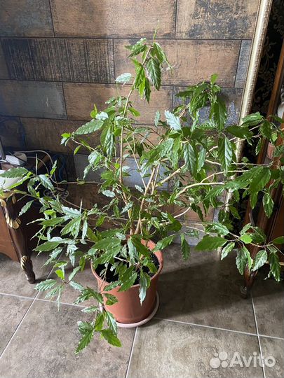 Хойя,Бугенвиллия,Молочай,папоротник,аглаонема, гиб