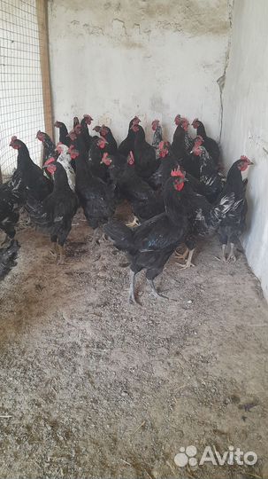 Домашние петухи