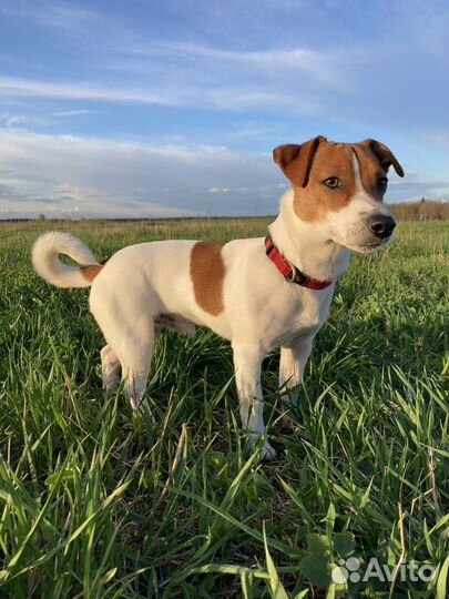 Случка собак