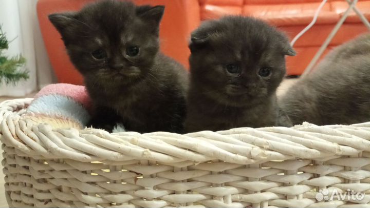 Шотландские котята