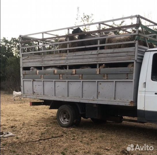 Перевозка крс