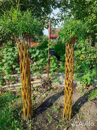 Плетенное дерево из ивы(возможна бронь на 25год)