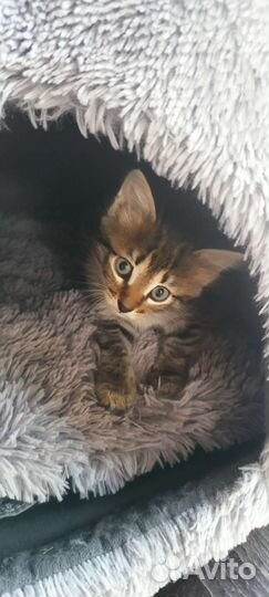 Малыши в добрые руки