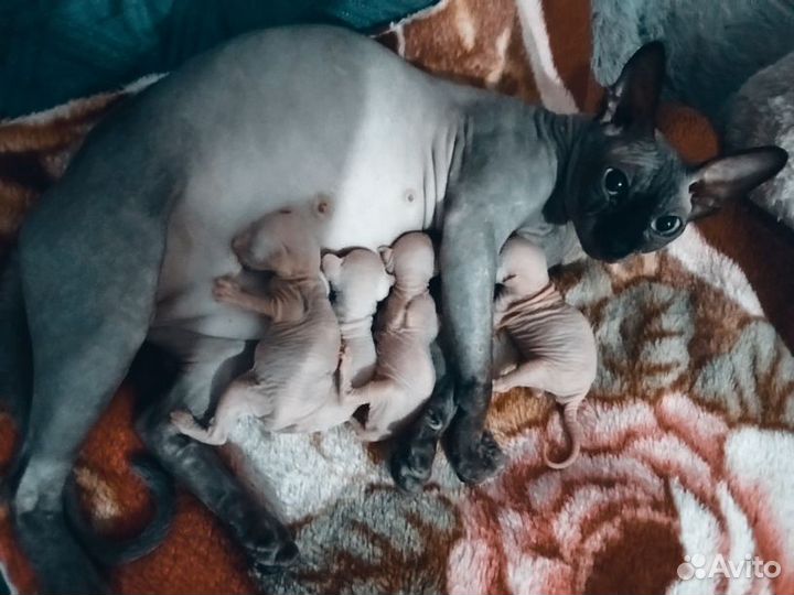Эльфы,Страйт Эльфы