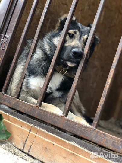 Собака Грэтта в поисках дома