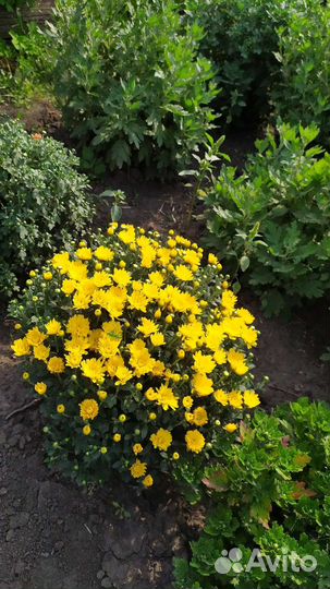 Мульти флора и корейская. Хризантемы