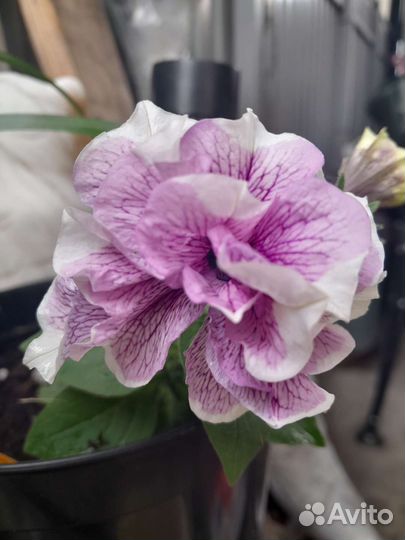 Петуния ампельная