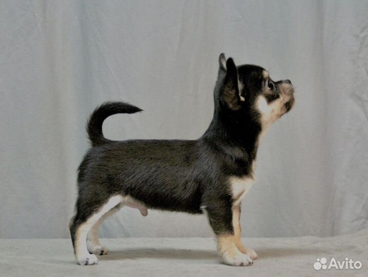 Чихуахуа мальчик