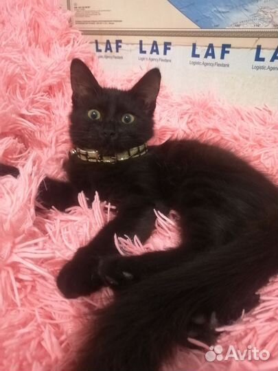 Отдам котенка в добрые руки