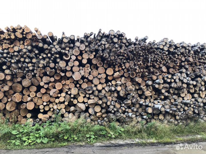 Балансы лиственных пород