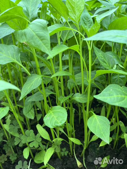 Рассада острого перца