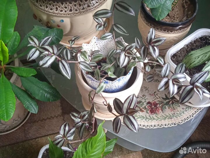 Традесканция зебрина